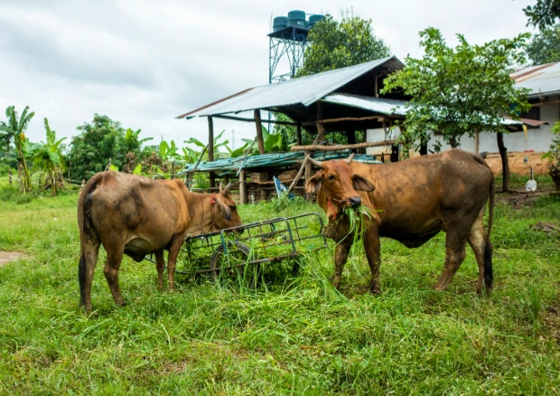 Cows in A2 Farm